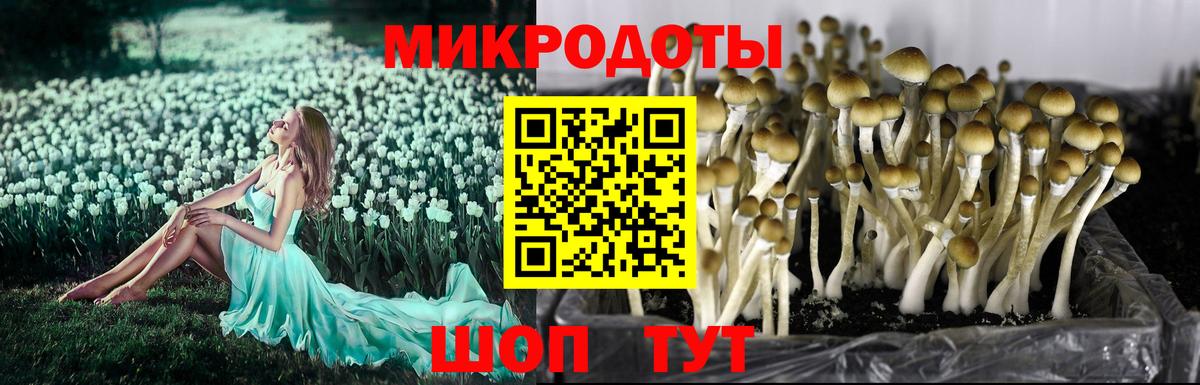 Богданович  Псилоцибиновые грибы Psilocybe  Вход с VPN 